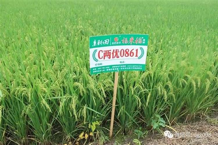 西红柿什么时候浇水最好