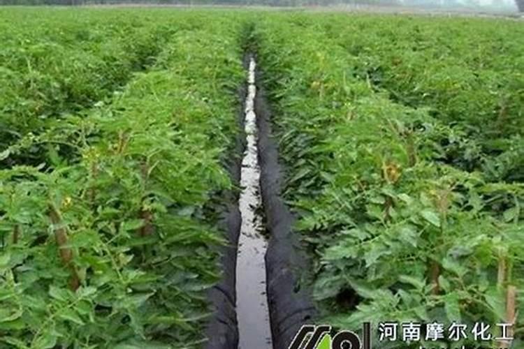 硼肥的作用与功效