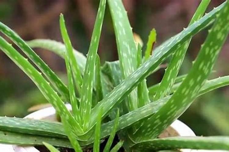 煮熟的大豆和大豆饼作为肥料哪一个更好些？