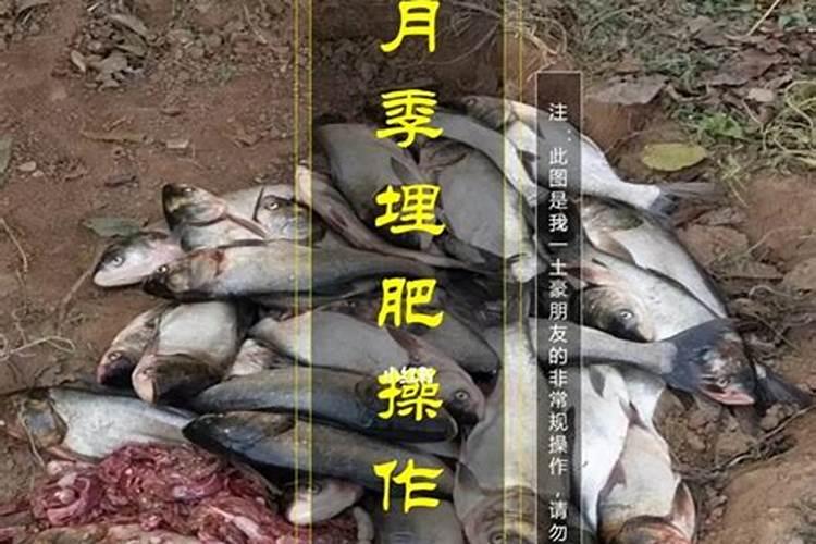 沃柑冬肥用什么肥料好
