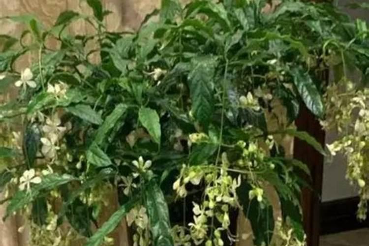莴笋施用何种肥料可以变得又粗又大