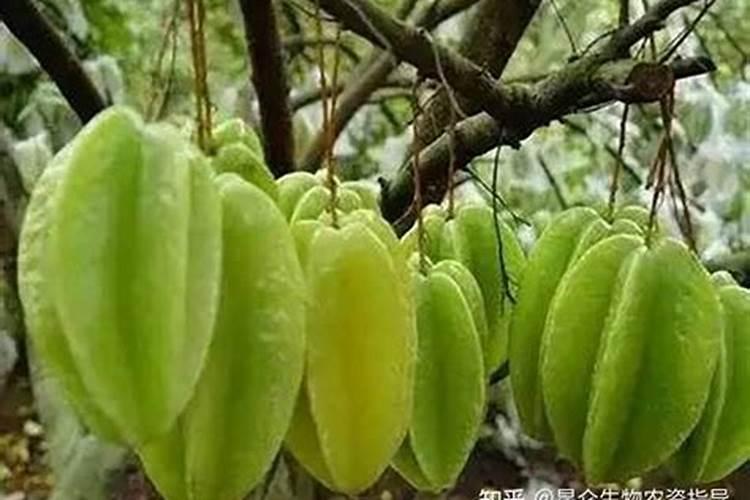 金银花在冬季怎么管理 过冬方法有哪些