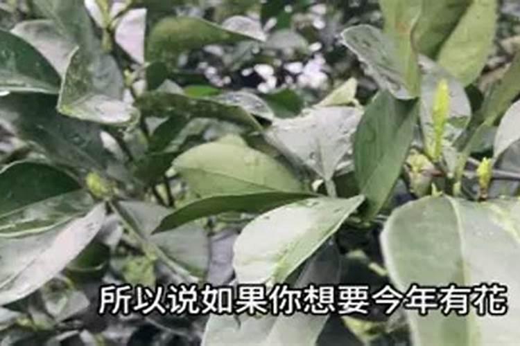 春天盆栽柑橘的管理