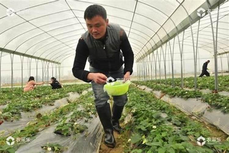 黄瓜什么时候施肥最好 黄瓜最好的施肥时间