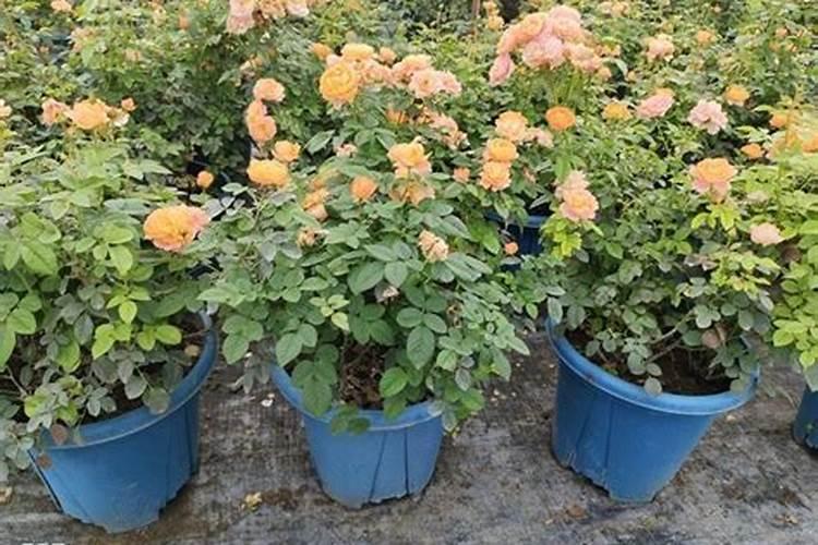 月季怎么养护新芽新叶长了一大盆