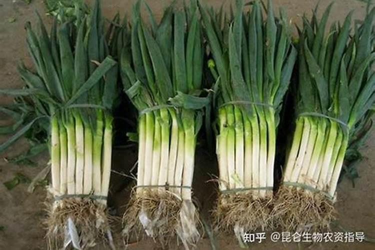 种大葱用什么肥料最好视频