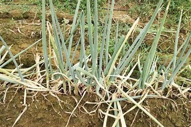 地里大葱腐烂用什么药效果最快？