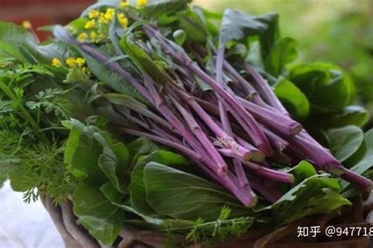 多肉植物施肥方法是什么 有哪些注意事项