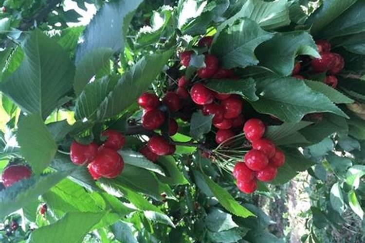 牡丹花用什么肥料好