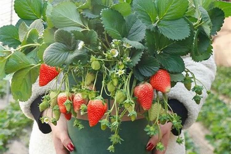 草莓要施什么肥料好