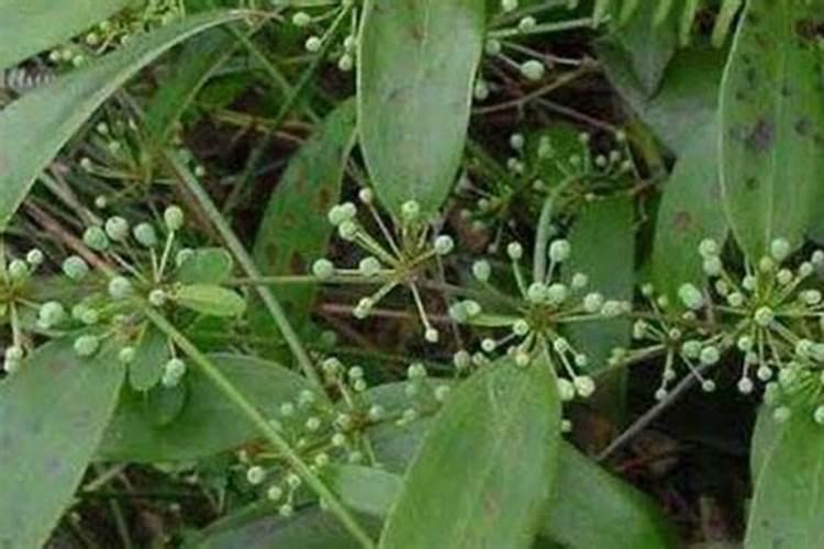 马尾松怎么种植？
