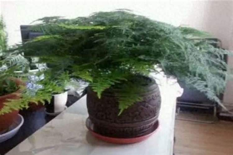 一斤白醋浇韭菜的方法