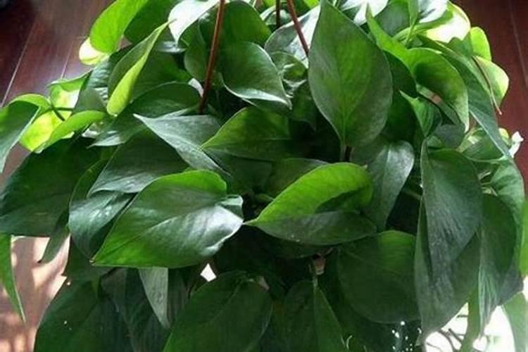 绿罗的养殖方法用什么肥料好