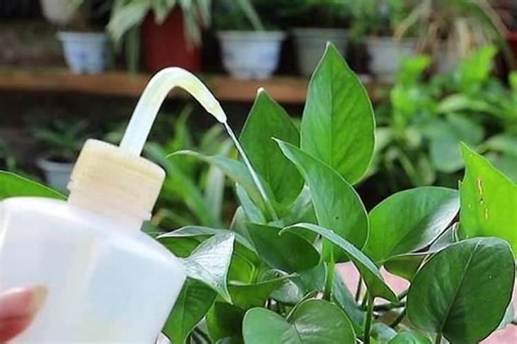 绿萝用什么肥料最好