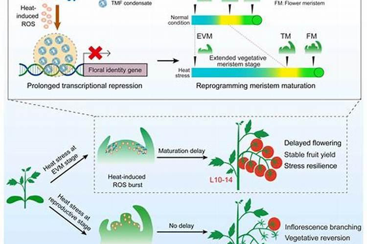 有机肥料制作方法