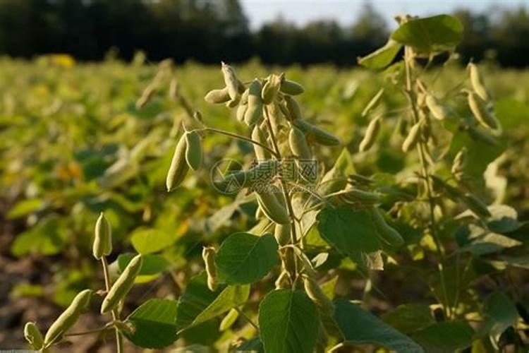 多花胡枝子功效与作用枝子功效与作用