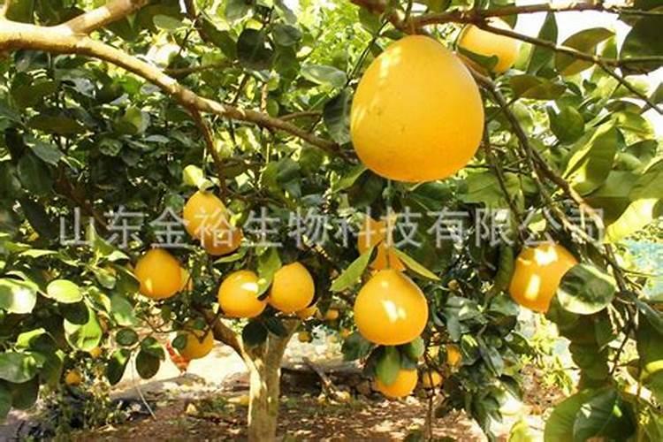 烂苹果埋土里多久能变成肥料 烂掉的苹果怎样做肥料