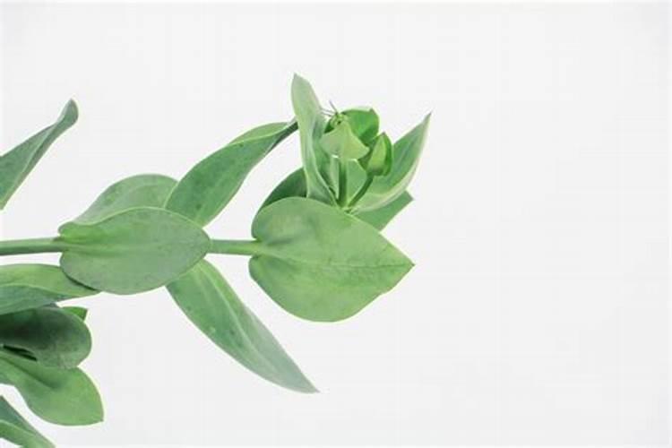 桔梗种植技术介绍