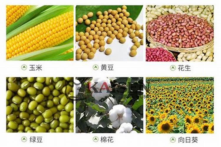 黄瓜多久施肥一次