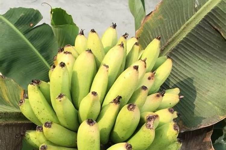 芭蕉树一般施什么肥料？我家的芭蕉树两年了怎么