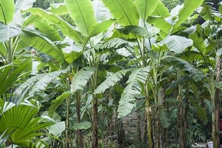 香蕉树的种植方法