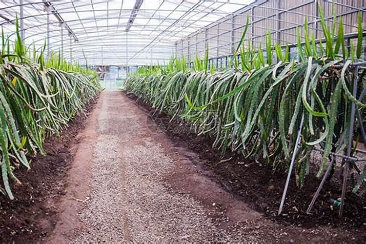 种植火龙果树的技术要点
