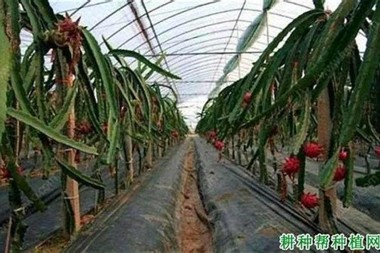 大棚火龙果种植技术