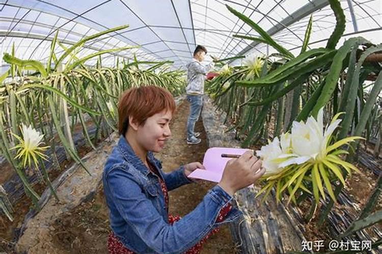 大棚火龙果种植技术