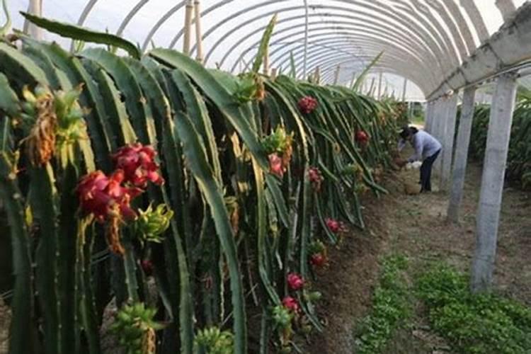 种植火龙果树的技术要点