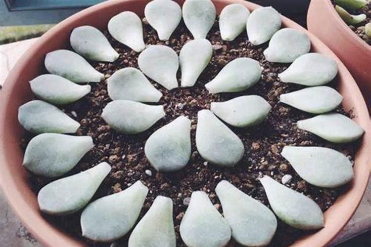 芸苔素和什么叶面肥混用在苗床上比较好？