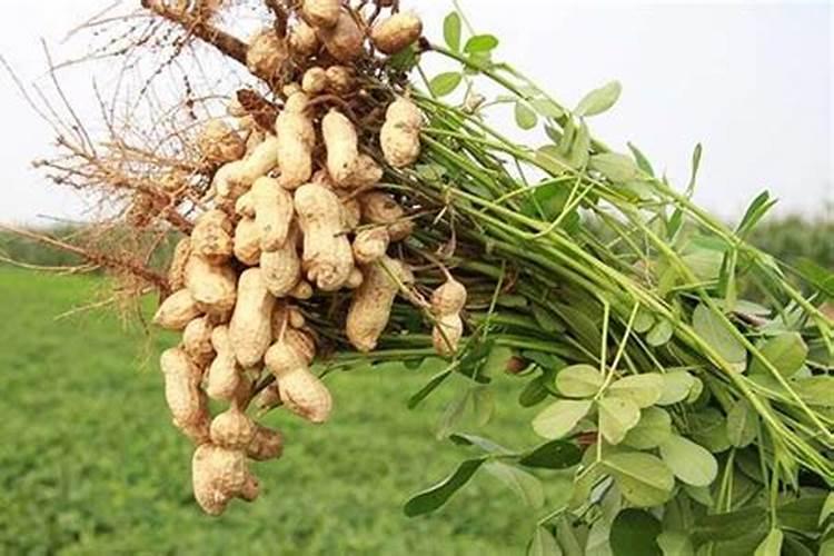 草木灰的作用及使用方法