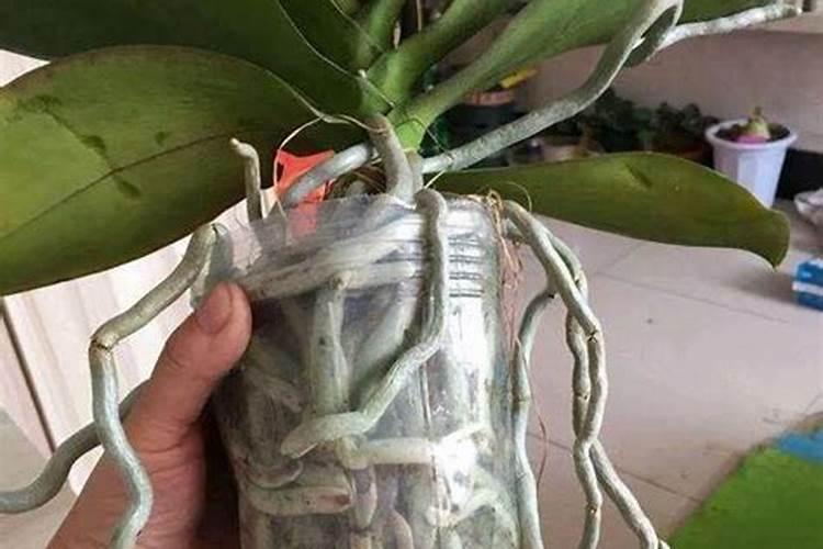 农民种植花生,该如何防治地下害虫？