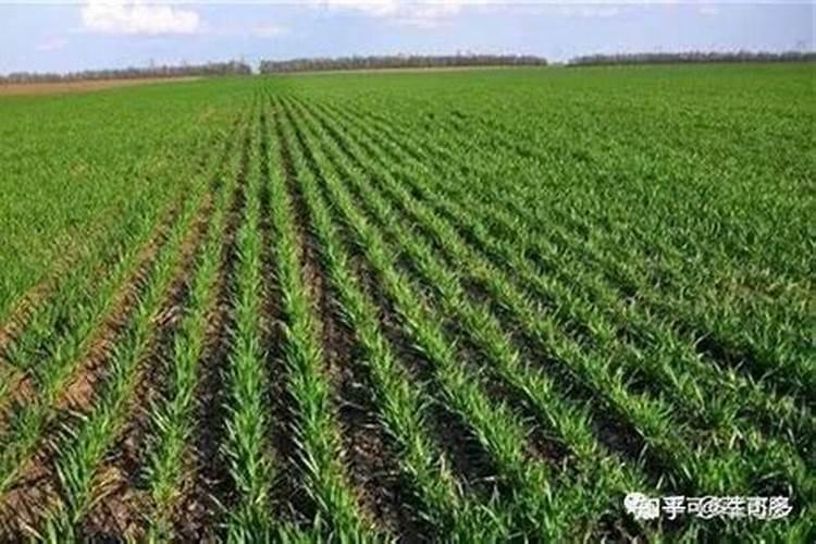 观叶类花卉或叶菜类作物应多施什么肥？