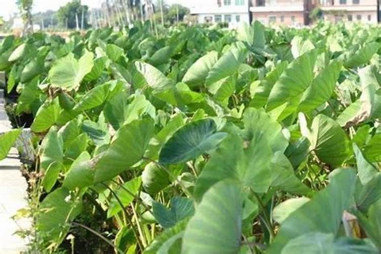 大姜种植的时候,怎么样施肥对大姜生长有利？