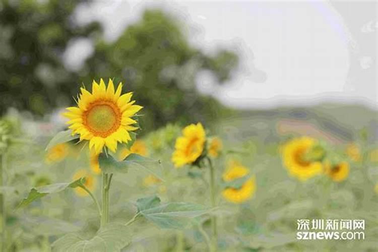 过量施肥导致土壤酸化