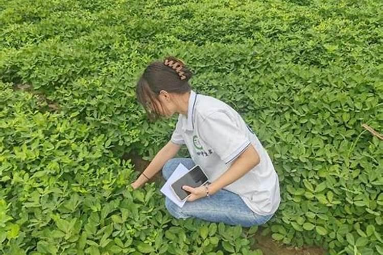 黑花生怎么种