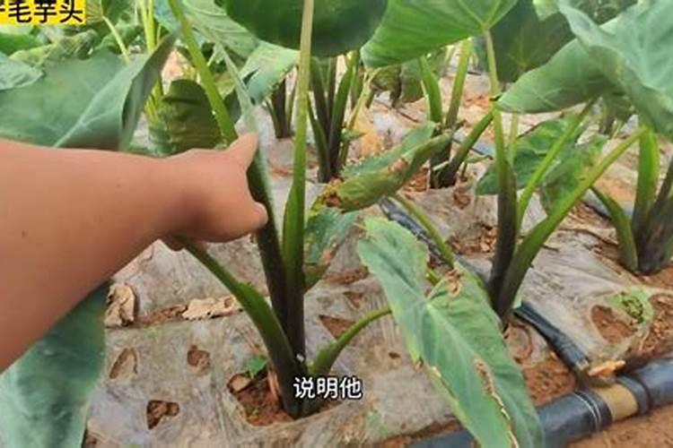 芋头追肥用什么肥料好