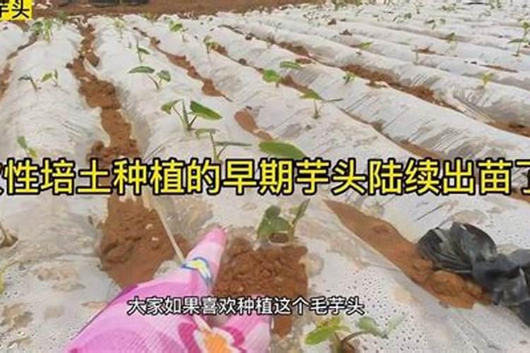 芋头最好的肥料是什么？