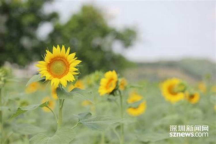 葵花开花了时能追肥吗