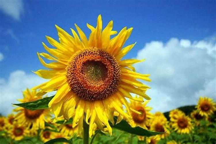 葵花种用什么肥料