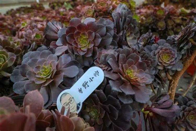 多肉移栽后多久施肥料 多肉移栽后何时施肥最佳？