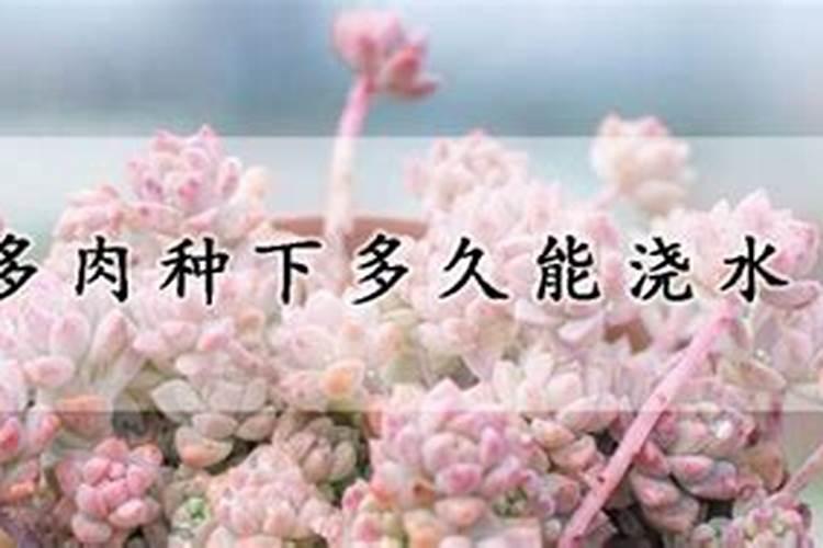 多肉植物施什么肥容易爆盆