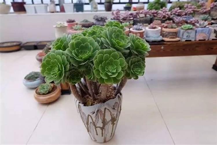 桂花肥料有哪些