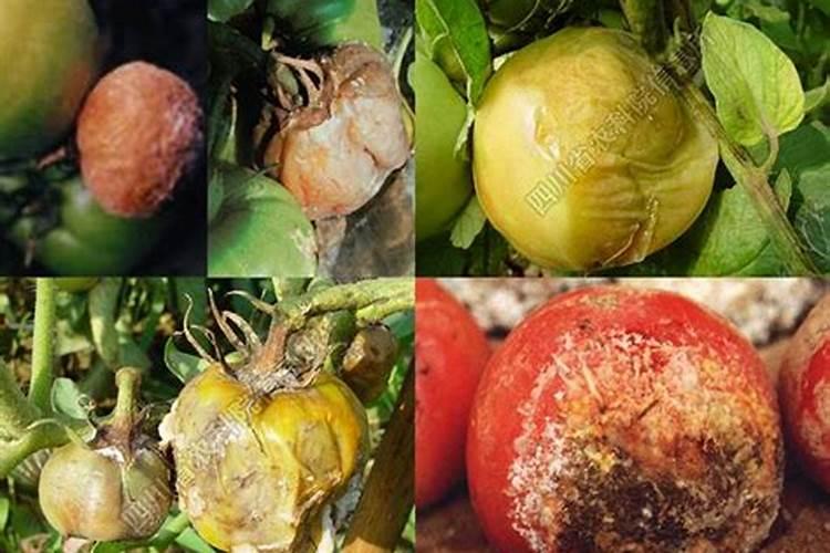 番茄能用腐殖酸低氯肥料吗