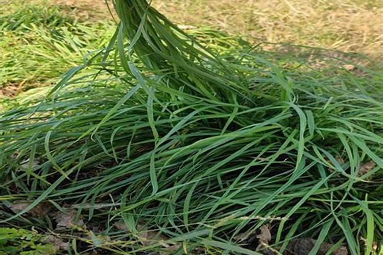 种植生姜用什么肥料最好？