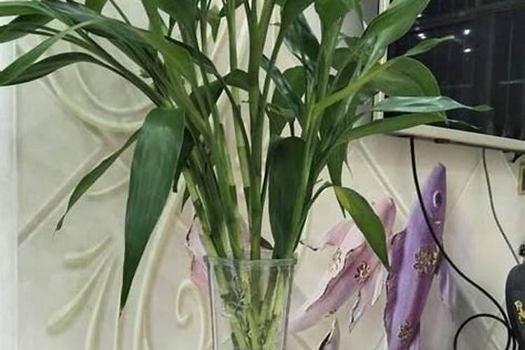 青菜用什么肥料最好？