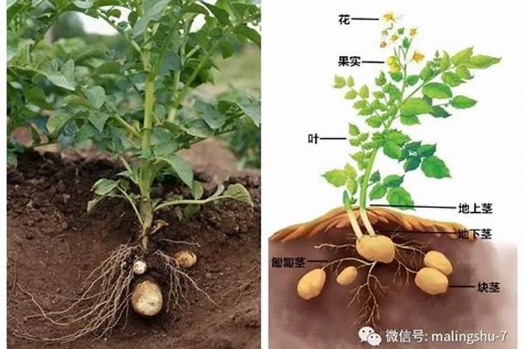 尿素喷叶面肥的用量
