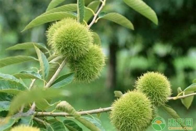 怎么提高大树移植成活率