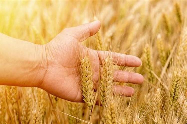 杜鹃花施什么肥料好 杜鹃花适合施哪种肥
