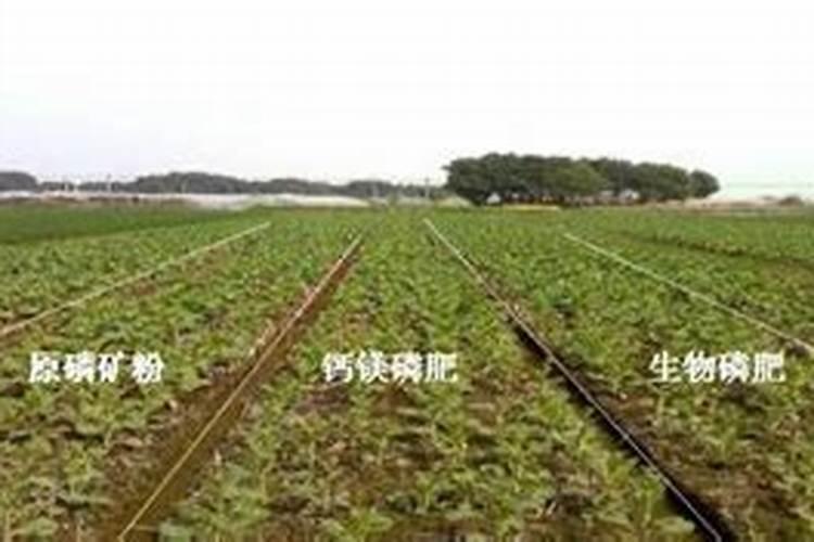 磷肥是指哪些肥料